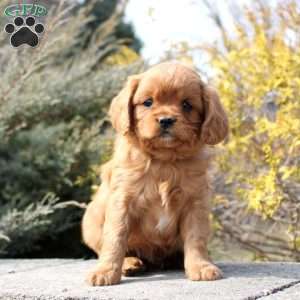 Ollie, Cavalier King Charles Mix Puppy