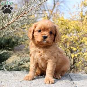 Ollie, Cavalier King Charles Mix Puppy