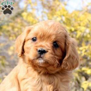 Ollie, Cavalier King Charles Mix Puppy