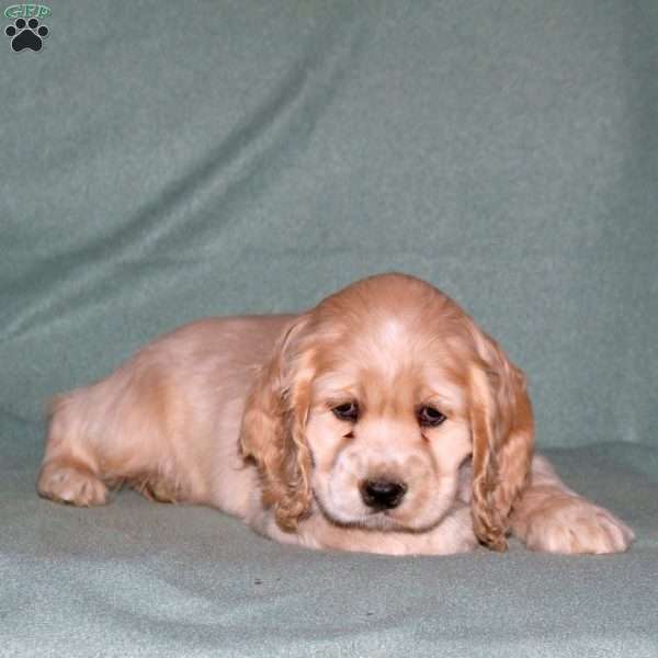 Omar, Cocker Spaniel Puppy