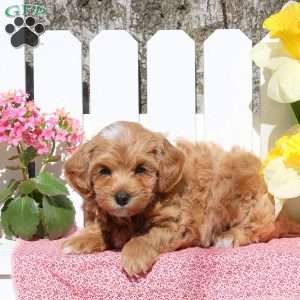 Omar, Toy Poodle Mix Puppy