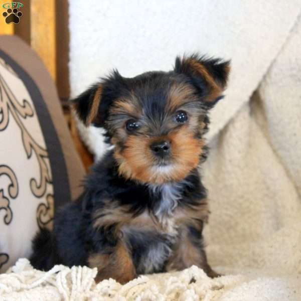 Opal, Yorkie Puppy