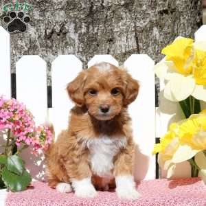 Opal, Toy Poodle Mix Puppy