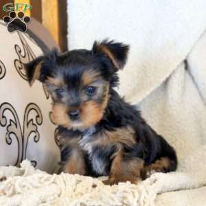 Opal, Yorkie Puppy