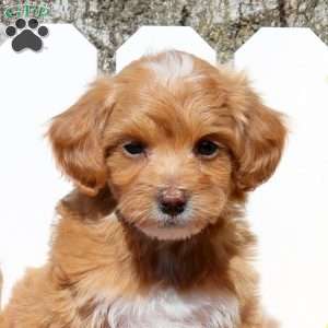 Opal, Toy Poodle Mix Puppy