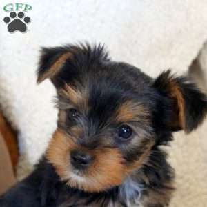 Opal, Yorkie Puppy