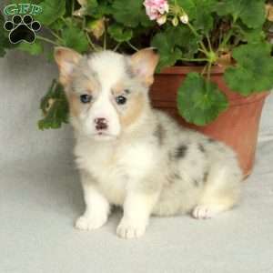 Ophelia, Pembroke Welsh Corgi Puppy