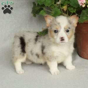 Ophelia, Pembroke Welsh Corgi Puppy