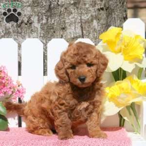 Orlan, Toy Poodle Mix Puppy