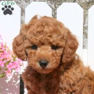 Orlan, Toy Poodle Mix Puppy