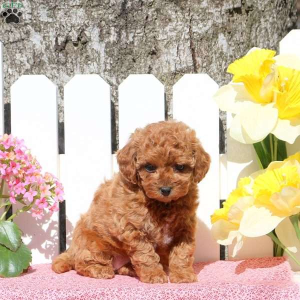 Orpha, Toy Poodle Mix Puppy