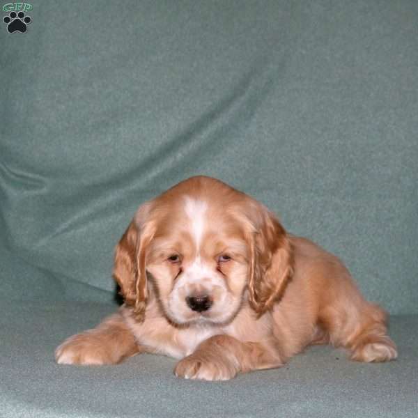 Oscar, Cocker Spaniel Puppy