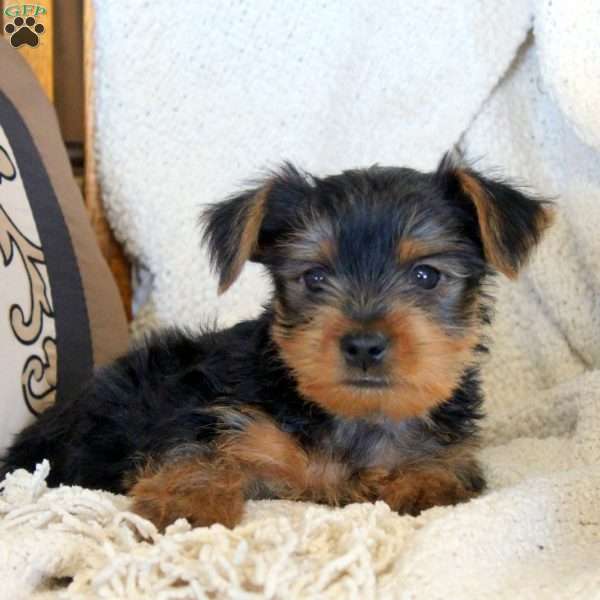 Oscar, Yorkie Puppy