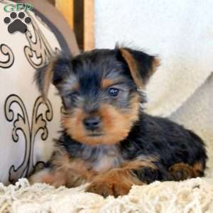 Oscar, Yorkie Puppy