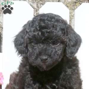 Oscar, Toy Poodle Mix Puppy