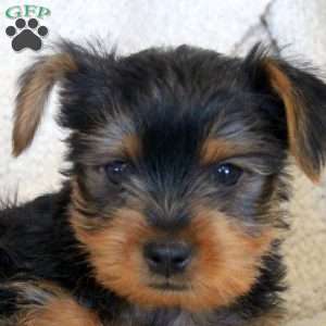 Oscar, Yorkie Puppy