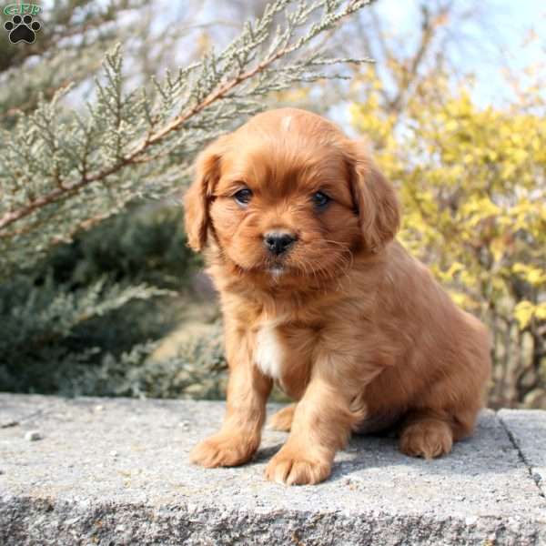 Owen, Cavalier King Charles Mix Puppy