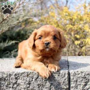 Owen, Cavalier King Charles Mix Puppy