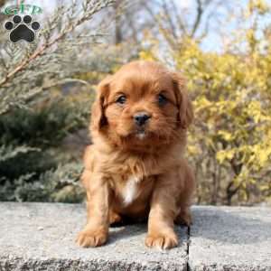 Owen, Cavalier King Charles Mix Puppy