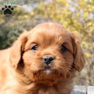 Owen, Cavalier King Charles Mix Puppy