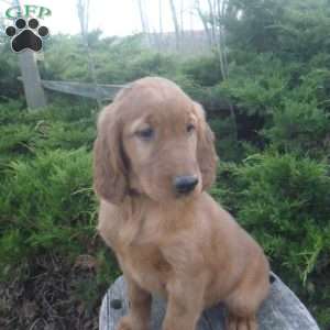 Abby, Golden Irish Puppy