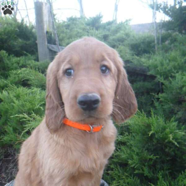 Amber, Golden Irish Puppy