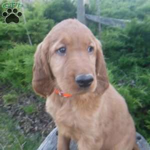 Amber, Golden Irish Puppy