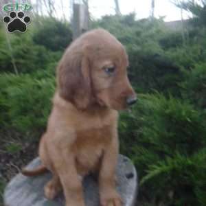 Arthur, Golden Irish Puppy