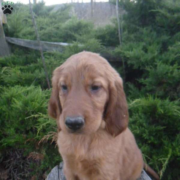 Arthur, Golden Irish Puppy