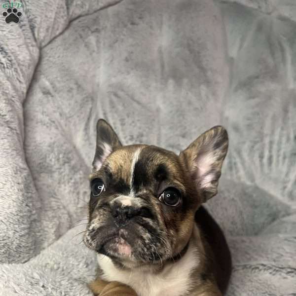 STAR, French Bulldog Puppy