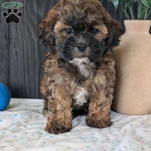 Allie, Shih-Poo Puppy