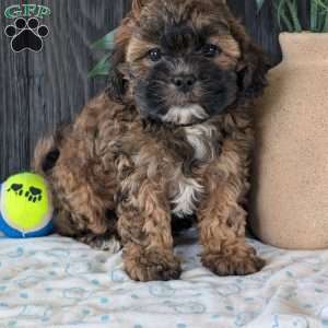 Allie, Shih-Poo Puppy