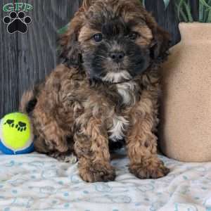 Allie, Shih-Poo Puppy