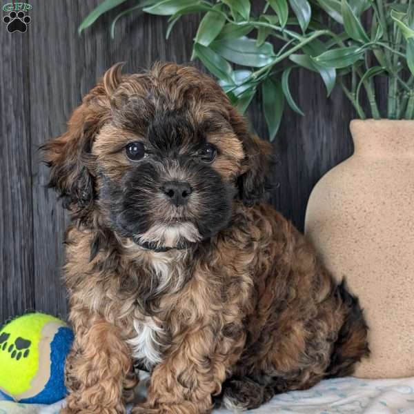 Allie, Shih-Poo Puppy