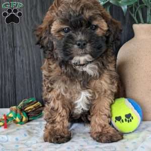 Allie, Shih-Poo Puppy