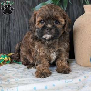 Kali, Shih-Poo Puppy