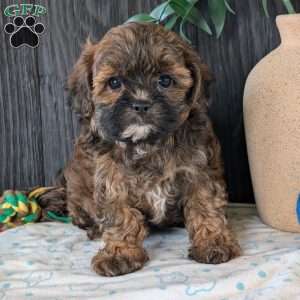 Kali, Shih-Poo Puppy