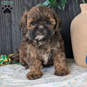 Kali, Shih-Poo Puppy