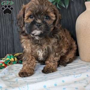 Kali, Shih-Poo Puppy