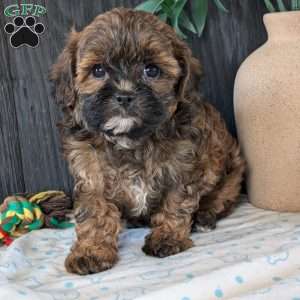 Kali, Shih-Poo Puppy