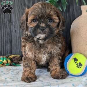 Kali, Shih-Poo Puppy