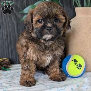 Kali, Shih-Poo Puppy