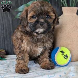 Kali, Shih-Poo Puppy