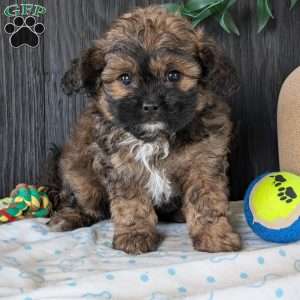 Myles, Shih-Poo Puppy