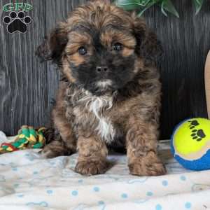 Myles, Shih-Poo Puppy