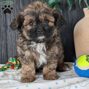 Myles, Shih-Poo Puppy