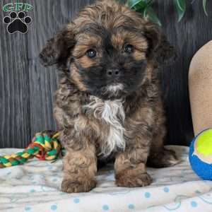 Myles, Shih-Poo Puppy