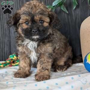 Myles, Shih-Poo Puppy