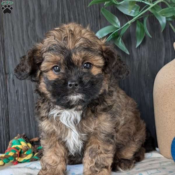 Myles, Shih-Poo Puppy