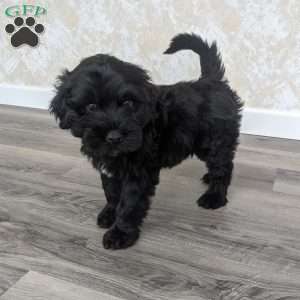 Ace, Portuguese Water Dog Puppy